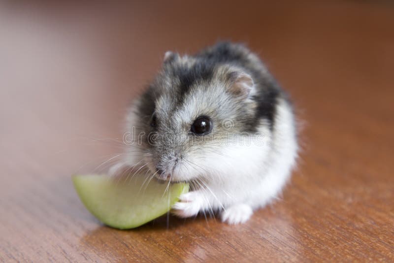De leuke hamster eet appel royalty-vrije stock afbeeldingen De leuke hamster eet appel royalty-vrije stock afbeeldingen
