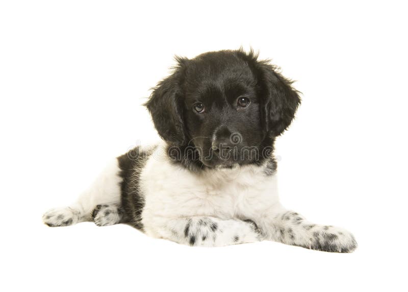 De leuke hond die van het stabyhounpuppy op de vloer liggen die camer bekijken stock afbeeldingen De leuke hond die van het stabyhounpuppy op de vloer liggen die camer bekijken stock afbeeldingen