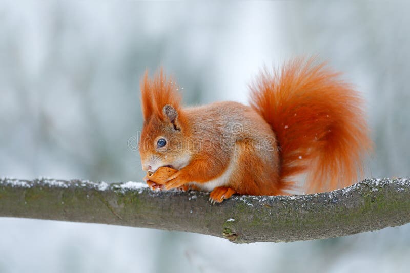 De leuke oranjerode eekhoorn eet een noot in de winterscène met sneeuw, Tsjechische republiek Het wildscène van sneeuwaard Dierli stock fotografie De leuke oranjerode eekhoorn eet een noot in de winterscène met sneeuw, Tsjechische republiek Het wildscène van sneeuwaard Dierli stock fotografie