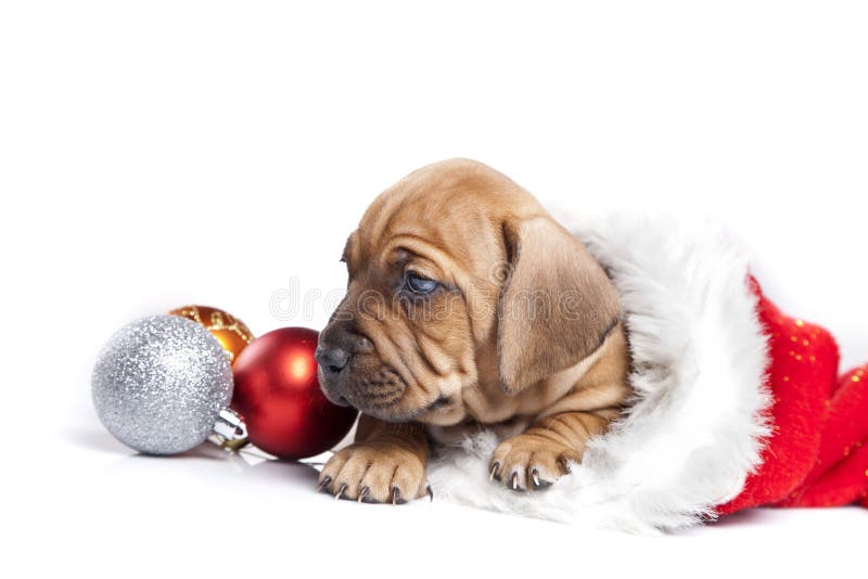 De leuke van een hond en decoratie van Kerstmis