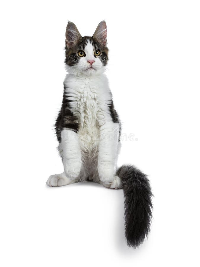 De leuke zwarte gestreepte kat met wit Maine Coon-kattenkatje, Voorzijde handtastelijk wordt in lucht en staart rond lichaam royalty-vrije stock foto De leuke zwarte gestreepte kat met wit Maine Coon-kattenkatje, Voorzijde handtastelijk wordt in lucht en staart rond lichaam royalty-vrije stock foto