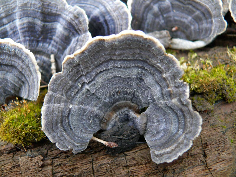 A close-up of the mushroom tinder on old fallen tree with moss. Russian Far East Primorye. A close-up of the mushroom tinder on old fallen tree with moss. Russian Far East Primorye.