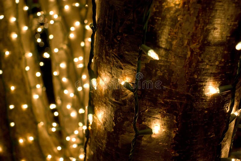 Holiday light strings wrapped around tree trunks. Holiday light strings wrapped around tree trunks.