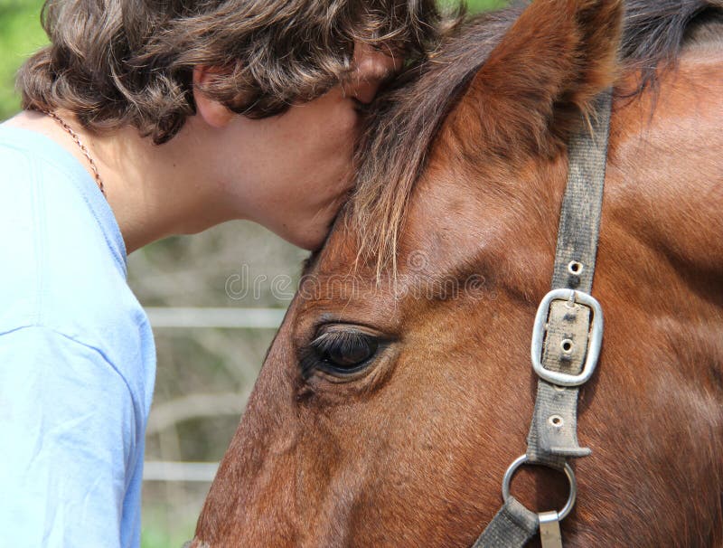 De liefde van het paard royalty-vrije stock afbeelding De liefde van het paard royalty-vrije stock afbeelding
