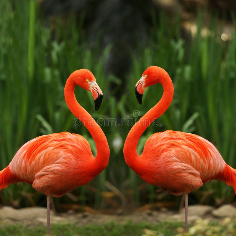 De liefdebespreking van de flamingo