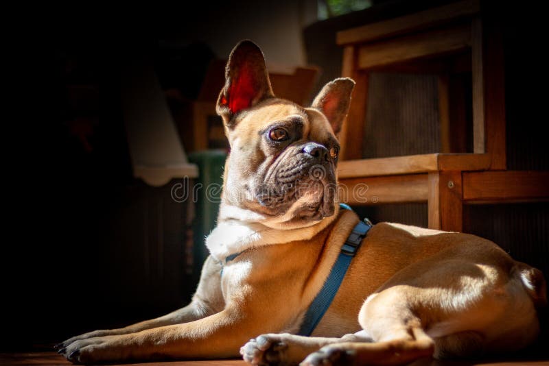 DE LIER, PAÍSES BAIXOS - 11 DE AGOSTO DE 2018: Encontro de Fawn French Bulldog imagens de stock royalty free DE LIER, PAÍSES BAIXOS - 11 DE AGOSTO DE 2018: Encontro de Fawn French Bulldog imagens de stock royalty free