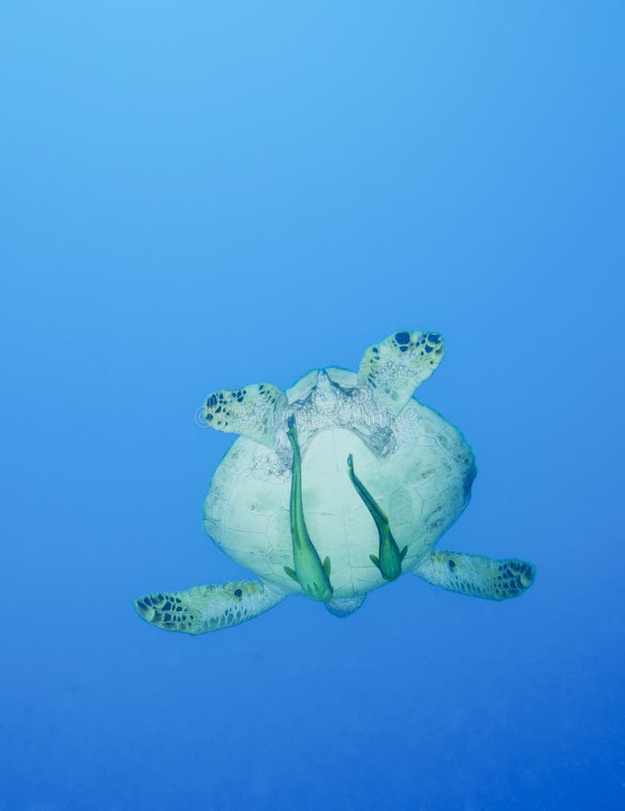 De Lifters van Remora - de Schildpad Fiji van de Zwarte Zee royalty-vrije stock foto's De Lifters van Remora - de Schildpad Fiji van de Zwarte Zee royalty-vrije stock foto's