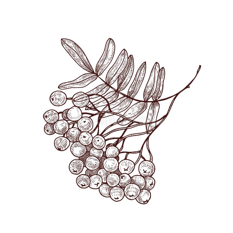 De de lijsterbestak of twijg met bladeren en rijpe bessen overhandigt getrokken met contourlijnen op witte achtergrond Elegant royalty-vrije illustratie De de lijsterbestak of twijg met bladeren en rijpe bessen overhandigt getrokken met contourlijnen op witte achtergrond Elegant royalty-vrije illustratie