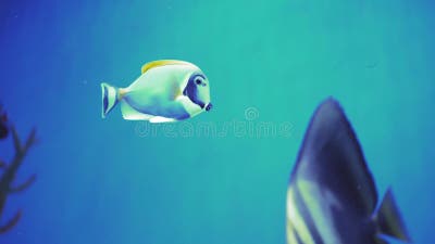 De Lituratus Naso De Natation D'unicornfish D'orangespine. Près D'un Poisson  Qui Nage. Visite De L'aquarium. Bain De Poisson Dans Banque De Vidéos -  Vidéo du jour, pitre: 170581066