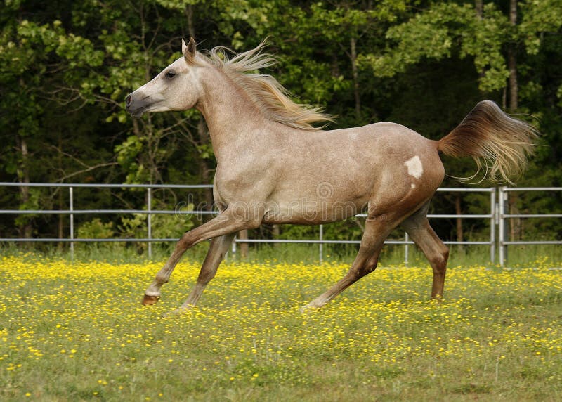 Two year old Arabian colt running in field. Two year old Arabian colt running in field