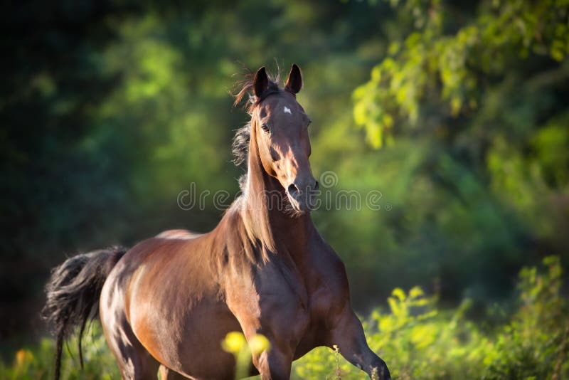 De looppasgalop van het baaipaard stock fotografie De looppasgalop van het baaipaard stock fotografie