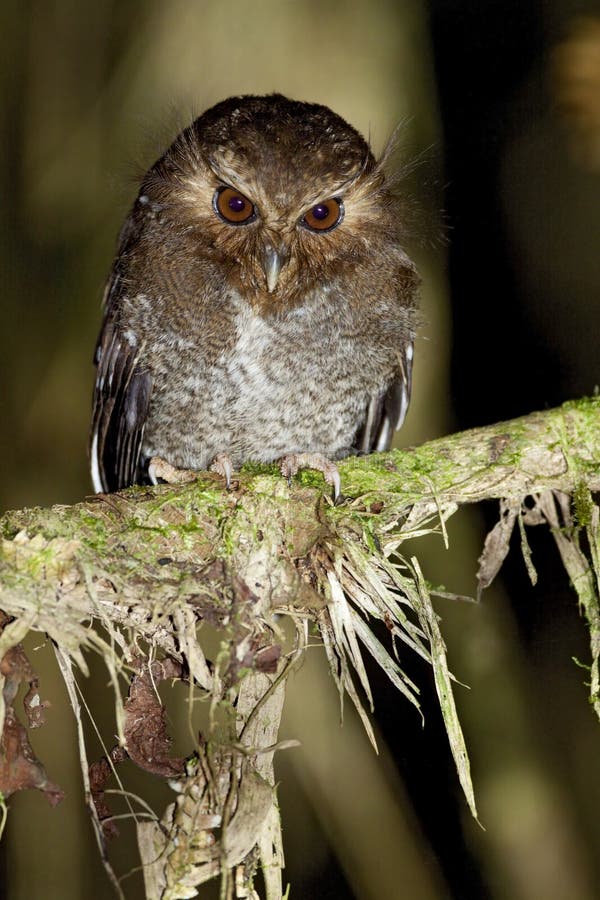 Snorrebaarduil, Long-whiskered Owlet. Snorrebaarduil, Long-whiskered Owlet