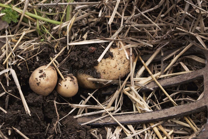 De luchtclose-upmening van vers gegraven nieuwe witte gouden aardappels van diverse grootte in een huis tuiniert royalty-vrije stock afbeelding De luchtclose-upmening van vers gegraven nieuwe witte gouden aardappels van diverse grootte in een huis tuiniert royalty-vrije stock afbeelding