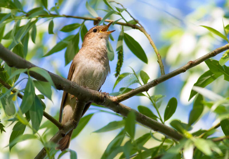 Thrush Nightingale, Luscinia luscinia. A bird sits on a tree branch and sings. Thrush Nightingale, Luscinia luscinia. A bird sits on a tree branch and sings.