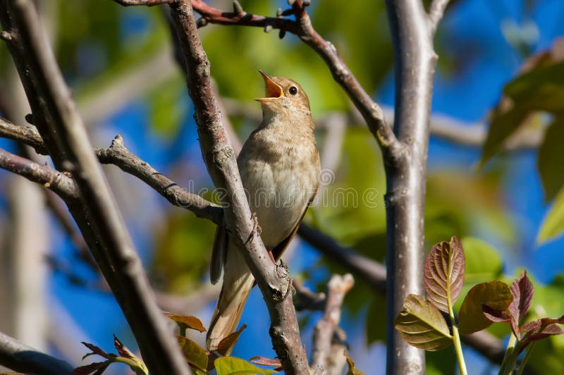 Thrush Nightingale, Luscinia luscinia. A bird sits on a tree branch and sings. Thrush Nightingale, Luscinia luscinia. A bird sits on a tree branch and sings.