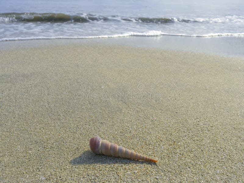 De långa skarpa skallögnerna på det våta gula sandiga havet seglar utmed kusten, mot bakgrunden av de rinnande vågorna royaltyfri bild De långa skarpa skallögnerna på det våta gula sandiga havet seglar utmed kusten, mot bakgrunden av de rinnande vågorna royaltyfri bild