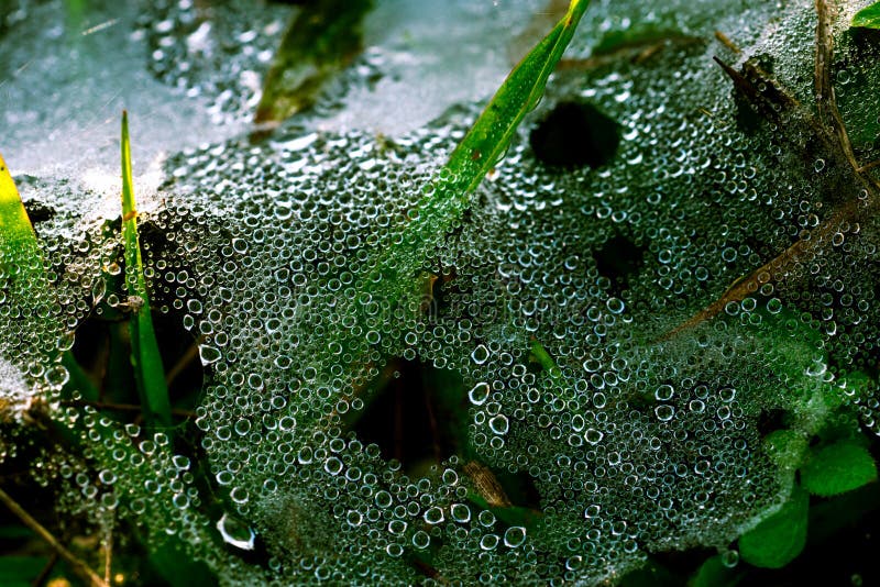 De macro schoot detail van waterdalingen op spinneweb na het regenen in de ochtend onder groen gras stock afbeelding De macro schoot detail van waterdalingen op spinneweb na het regenen in de ochtend onder groen gras stock afbeelding
