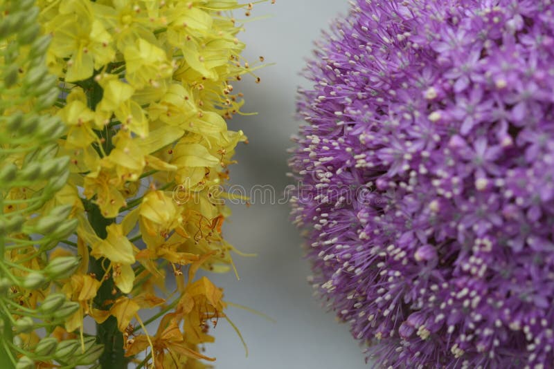 De Macro van de gele en Lavendelbloem royalty-vrije stock afbeeldingen