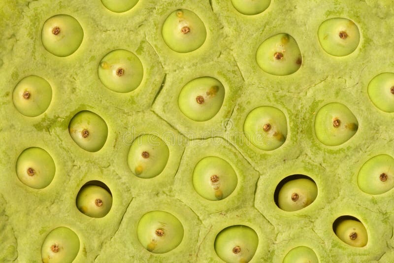 Lotuszaadbeker Macro stock afbeelding