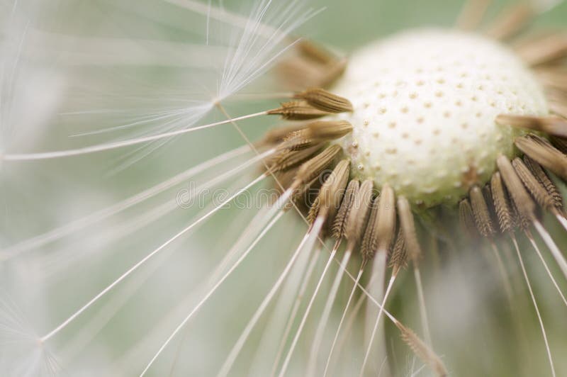 De macro van de paardebloem stock afbeelding De macro van de paardebloem stock afbeelding