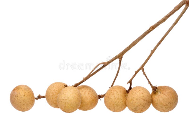 Longans Macro stock foto