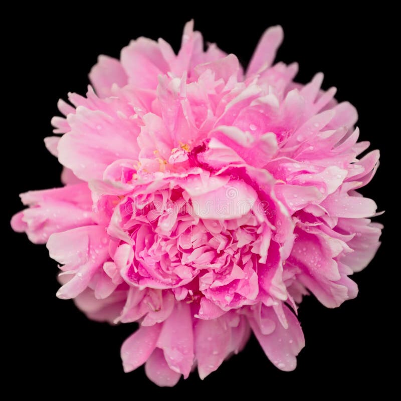 De macrodiemening van de pioenbloem op zwarte wordt geïsoleerd royalty-vrije stock fotografie De macrodiemening van de pioenbloem op zwarte wordt geïsoleerd royalty-vrije stock fotografie