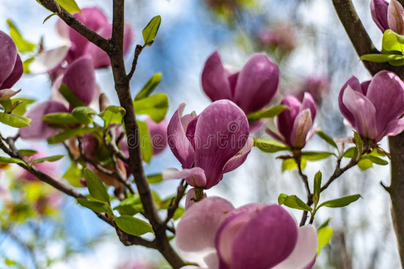 De magnolia Soulangeana ‚Lombardije nam op onscherpe blauwe hemelachtergrond toe stock foto's De magnolia Soulangeana ‚Lombardije nam op onscherpe blauwe hemelachtergrond toe stock foto's