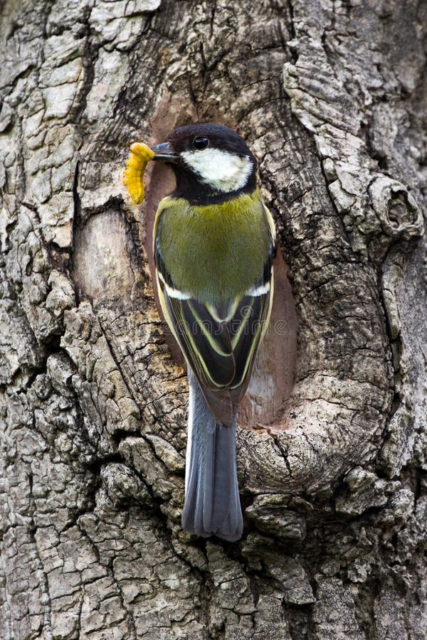 De Majoor van Parus van de koolmees stock foto De Majoor van Parus van de koolmees stock foto