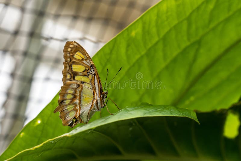 De malachietvlinder, Siproeta stelenes is een neotropical borstel-betaalde vlinder royalty-vrije stock afbeelding De malachietvlinder, Siproeta stelenes is een neotropical borstel-betaalde vlinder royalty-vrije stock afbeelding