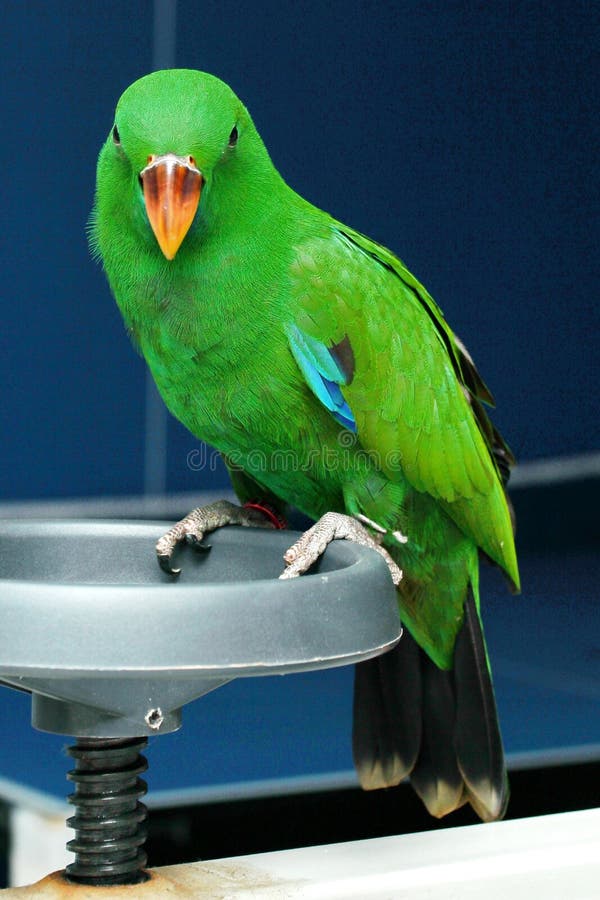 De mannelijke Eclectus-Papegaai, veroudert twee maanden stock fotografie De mannelijke Eclectus-Papegaai, veroudert twee maanden stock fotografie