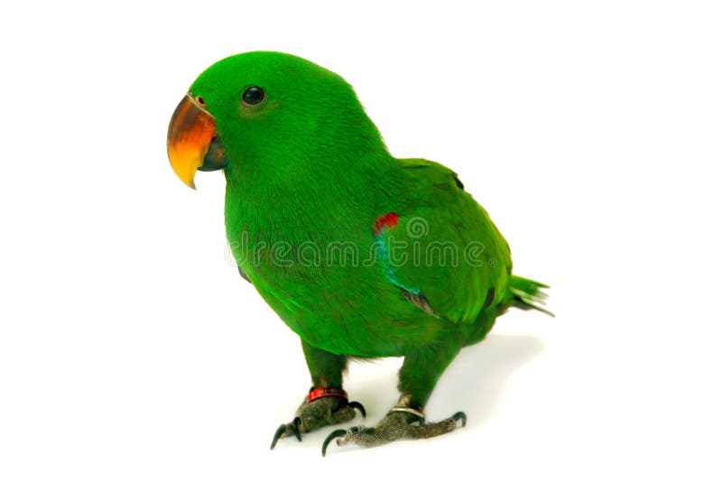 De mannelijke Eclectus-Papegaai, veroudert vijf maanden stock afbeelding De mannelijke Eclectus-Papegaai, veroudert vijf maanden stock afbeelding