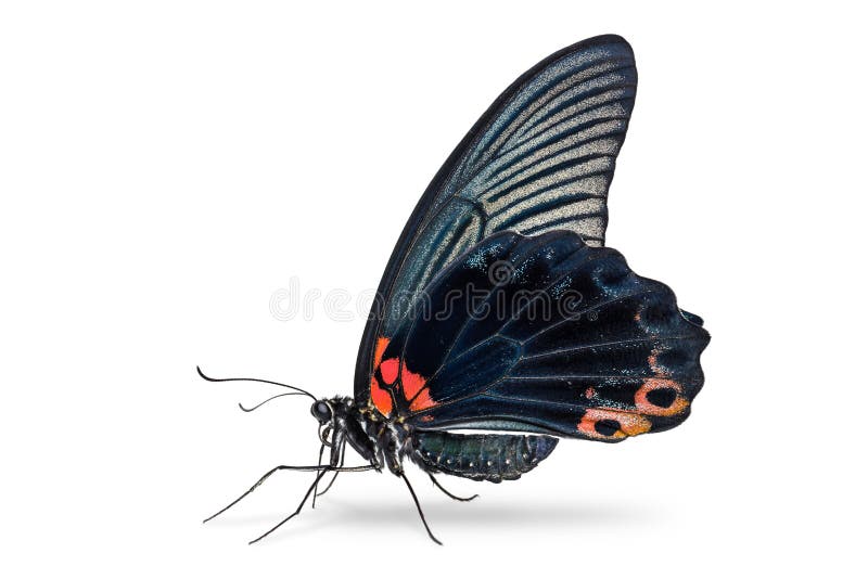 De mannelijke Grote Mormoonse vlinder van Papilio memnon royalty-vrije stock afbeeldingen De mannelijke Grote Mormoonse vlinder van Papilio memnon royalty-vrije stock afbeeldingen