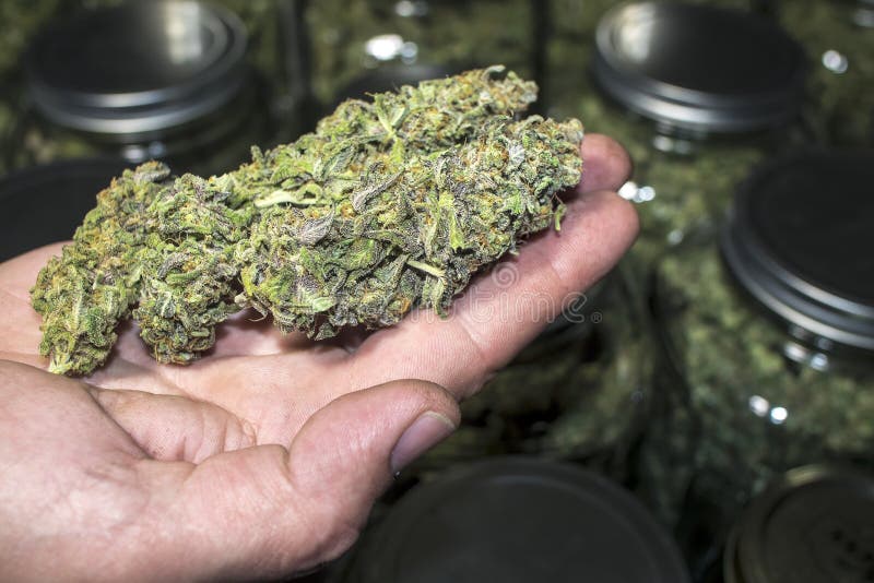 De Marihuana van de handholding ontluikt omhoog dicht voor Kruiken stock foto De Marihuana van de handholding ontluikt omhoog dicht voor Kruiken stock foto