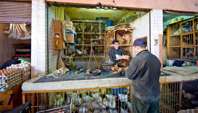De markt van de kip in Marrakech stock foto's De markt van de kip in Marrakech stock foto's