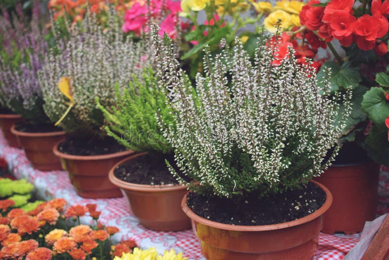 De markt van de straatbloem, winkel met diverse bloemen in potten Multicolored bloeiende heide, chrysanten in bloemopslag stock foto De markt van de straatbloem, winkel met diverse bloemen in potten Multicolored bloeiende heide, chrysanten in bloemopslag stock foto
