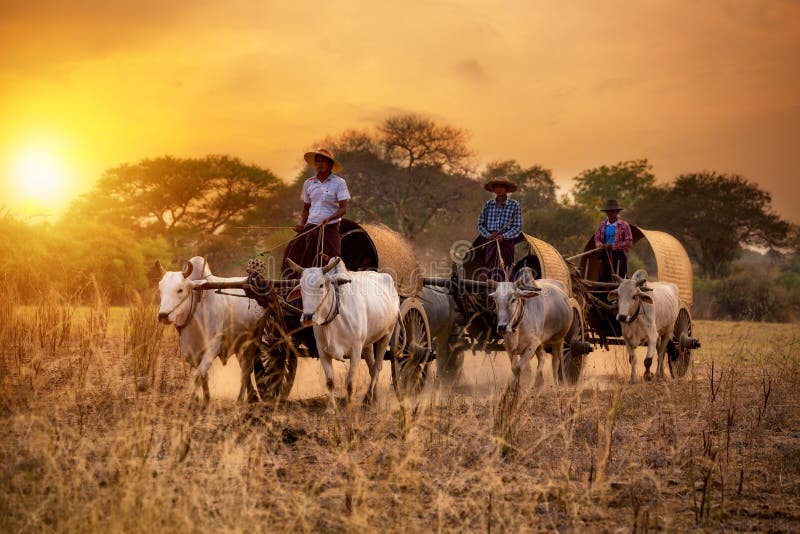 10 de março de 2016 Myanmar Mandalay Bagan imagem de stock 10 de março de 2016 Myanmar Mandalay Bagan imagem de stock