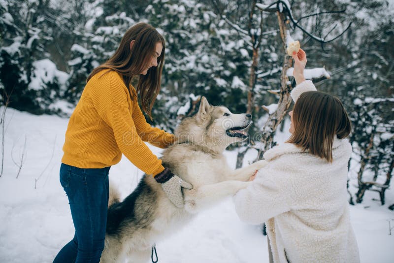 Girls are playing with dog Alaskan Malamute and feeding him for a walk in winter. Girls are playing with dog Alaskan Malamute and feeding him for a walk in winter