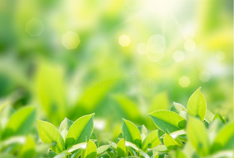 De mening van de close-upaard van groen blad op vage groenachtergrond in tuin met exemplaar het ruimte gebruiken als achtergrond