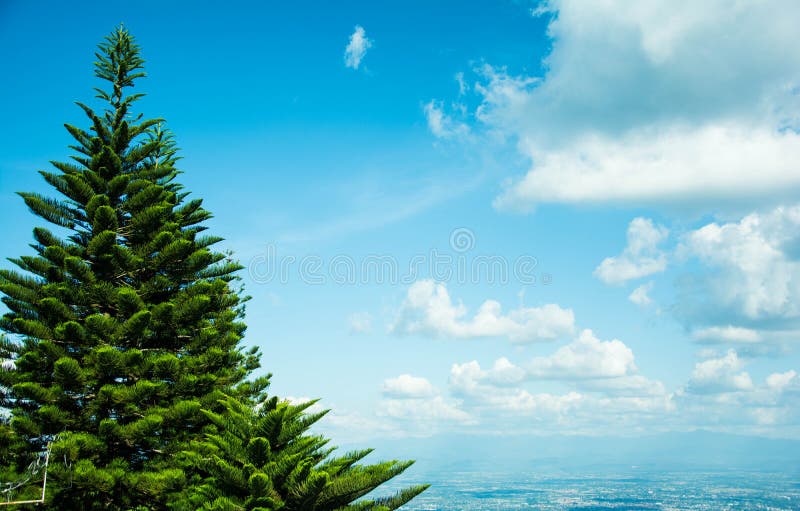 De mening van een pijnboomboom onder de blauwe hemel met witte clound bij de beeld` s rechterkant stock foto's De mening van een pijnboomboom onder de blauwe hemel met witte clound bij de beeld` s rechterkant stock foto's