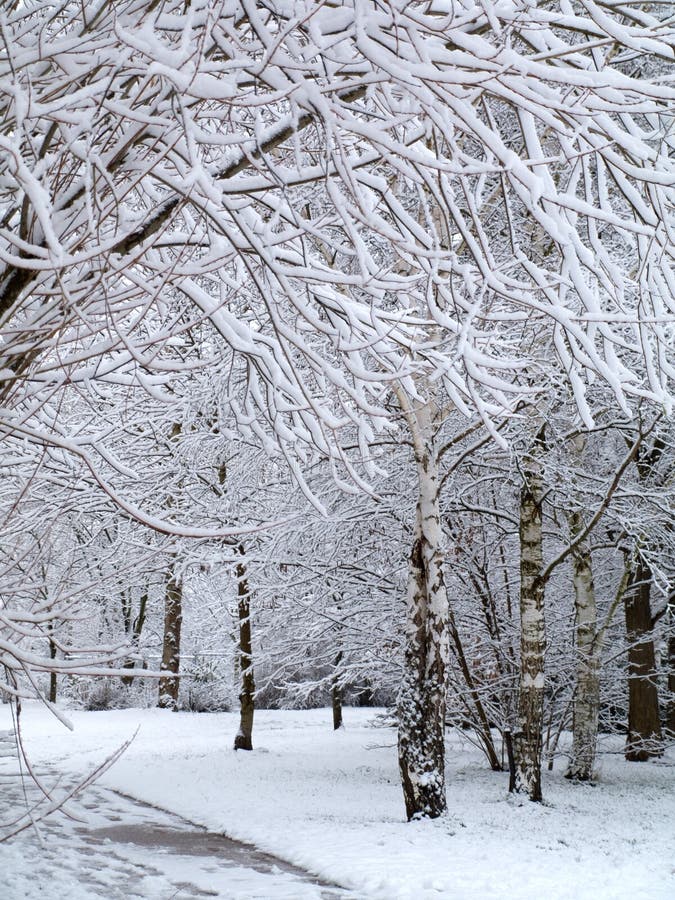 De mening van het paradijs van de winter met bomen die door sneeuw worden behandeld stock afbeeldingen De mening van het paradijs van de winter met bomen die door sneeuw worden behandeld stock afbeeldingen