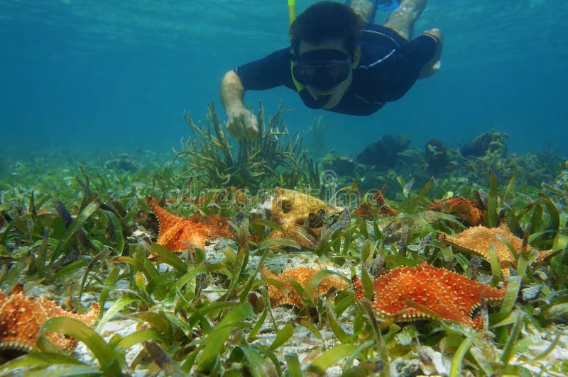 De mens snorkelt onderwaterblikkenzeester met een kroonslak stock afbeeldingen De mens snorkelt onderwaterblikkenzeester met een kroonslak stock afbeeldingen