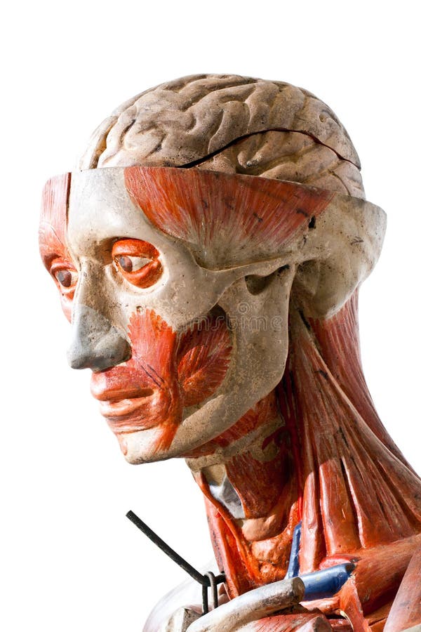 De menselijke anatomie van Grunge royalty-vrije stock foto's De menselijke anatomie van Grunge royalty-vrije stock foto's