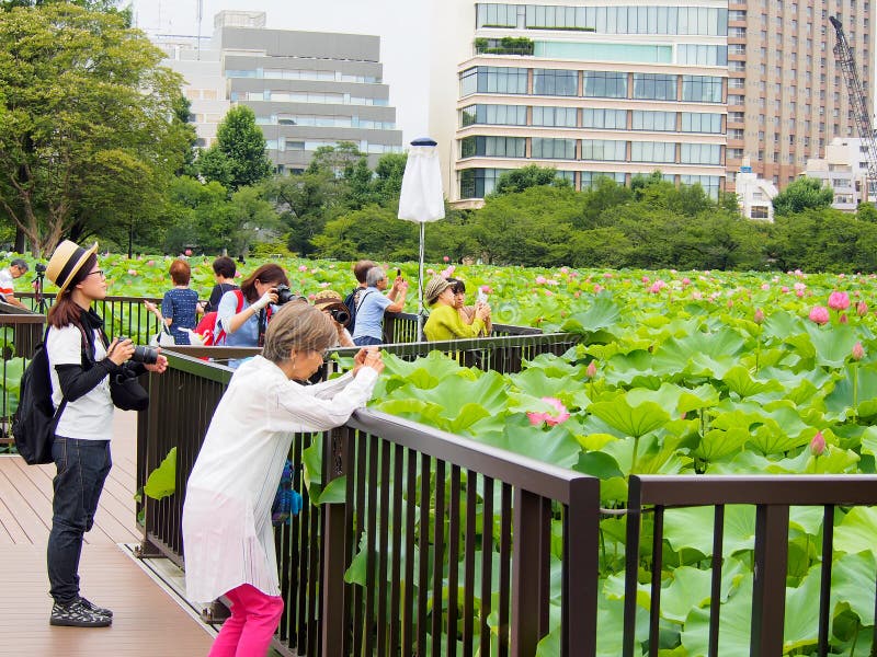 De mensen genieten van nemend foto bij lotusbloemvijver in Ueno-park stock afbeeldingen De mensen genieten van nemend foto bij lotusbloemvijver in Ueno-park stock afbeeldingen