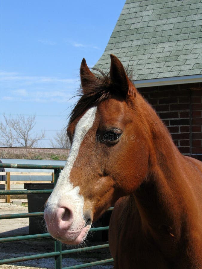 Sorrel Paint mare headshot in a paddock. Sorrel Paint mare headshot in a paddock