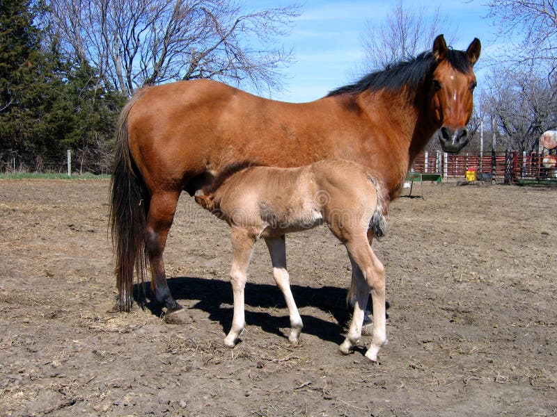 Dun mare and her young foal in early spring. Dun mare and her young foal in early spring