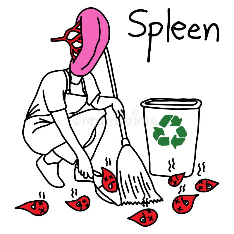 De metafoorfunctie van milt is oud bloed te recycleren om nieuwe ve te zijn stock illustratie De metafoorfunctie van milt is oud bloed te recycleren om nieuwe ve te zijn stock illustratie