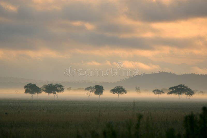 De Mist van de zonsopgang op de Afrikaanse Vlaktes