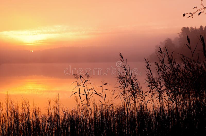 De mistige, houten meerherfst, in de stille ochtend stock afbeeldingen De mistige, houten meerherfst, in de stille ochtend stock afbeeldingen
