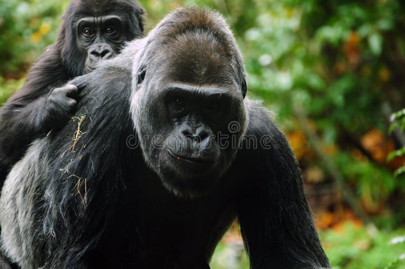 De moeder dragend kind van de gorilla