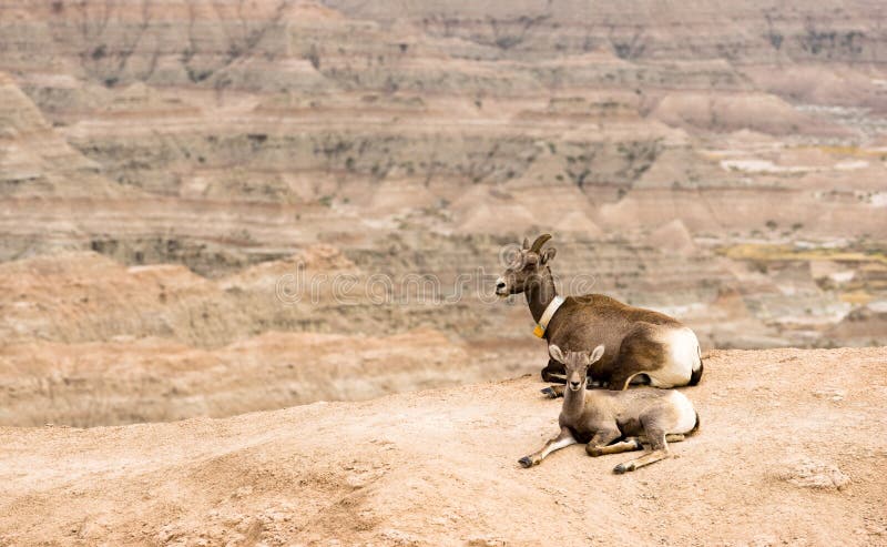 De Moeder en Kalf GPS die van Bighornschapen Kraag Badlands volgen stock foto De Moeder en Kalf GPS die van Bighornschapen Kraag Badlands volgen stock foto